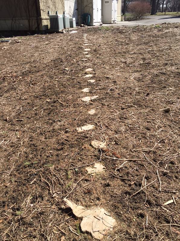 What remains of protected boxwood on Rand Estate